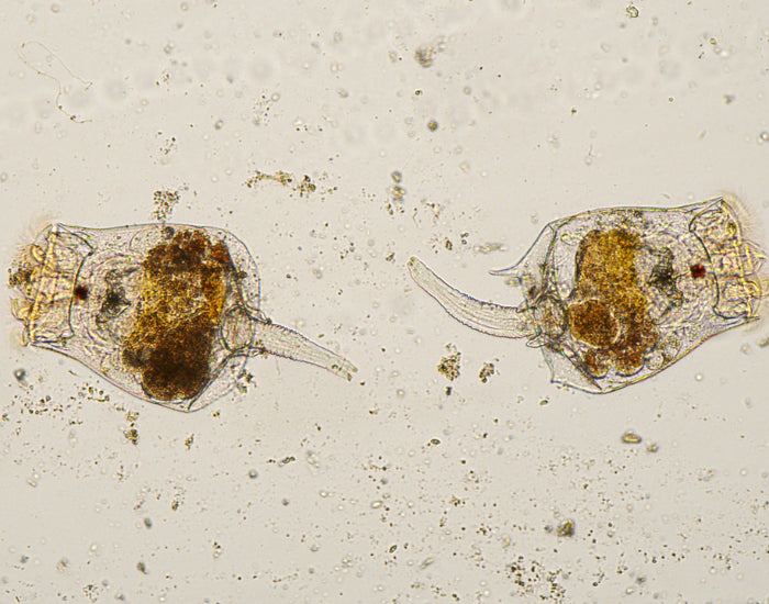 活體輪蟲 Live Rotifers｜300ml｜海水幼體培育不可缺的天然活餌