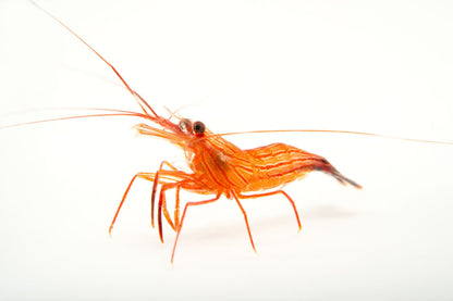 薄荷蝦 Peppermint Shrimp (Lysmata wurdemanni)